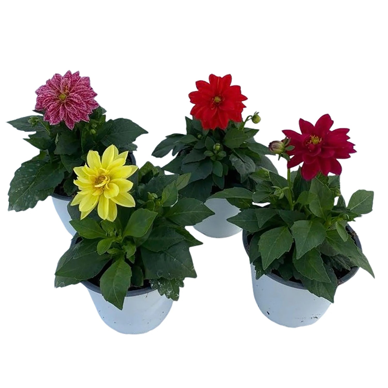 Dahlia Hybride Winterhart