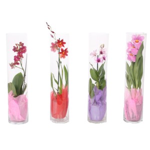 Orchidee in Sorten im Glas-Gefäß Topf-Ø ca. 12 cm
