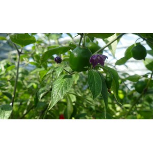 Blu Baum-Chili im Topf, grüne Früchte und violette Blüten. Küchenkräuter für scharfe Gerichte.