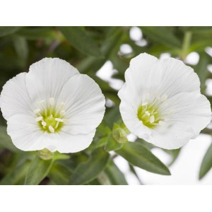 Nahaufnahme: GROW by OBI Sandkraut mit weißen Blüten im Topf, ideal für Steingärten.