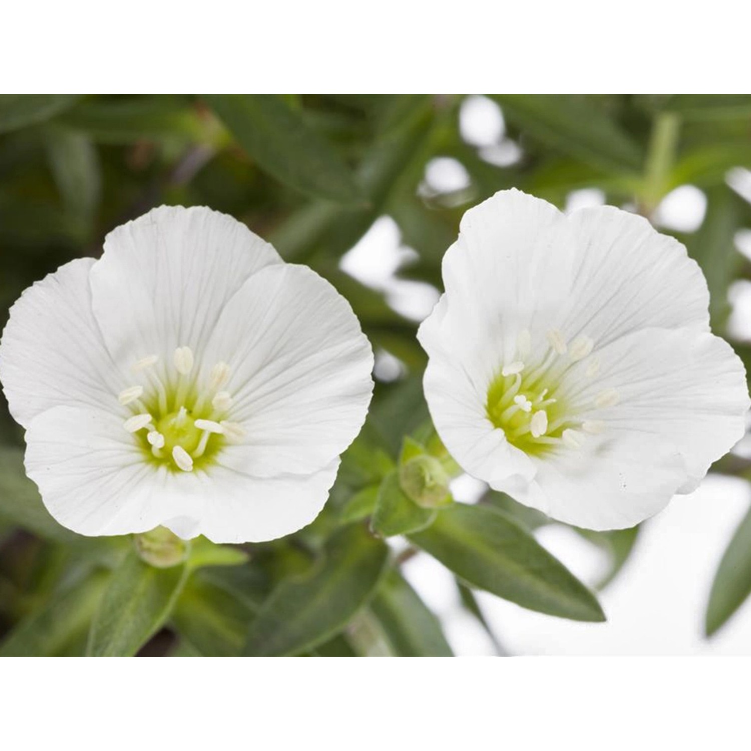 Nahaufnahme: GROW by OBI Sandkraut mit weißen Blüten im Topf, ideal für Steingärten.