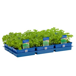 Kiepenkerl Petersilie Krauss im 6er Pack, frische Küchenkräuter im blauen Tray.