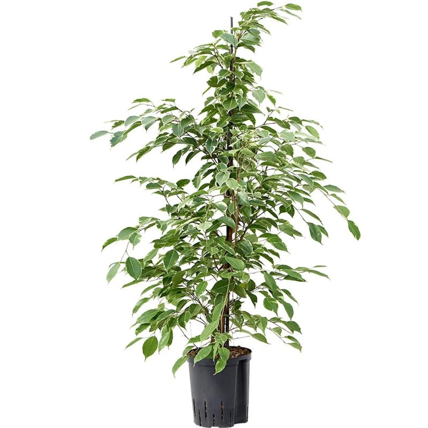 Birkenfeige "Golden King" Hhe ca. 130-145 cm Topf- ca. 24 cm Ficus  benjamina kaufen bei OBI