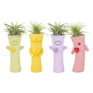 4 Tillandsien 'Tilly in Love' im bunten Topf (ca. 6 cm Ø), sortiert.