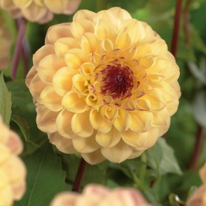 Nahaufnahme der gelben Dahlie 'Yellow Jill' von GROW by OBI. Elegante Blütenblätter, Blickfang im Garten.