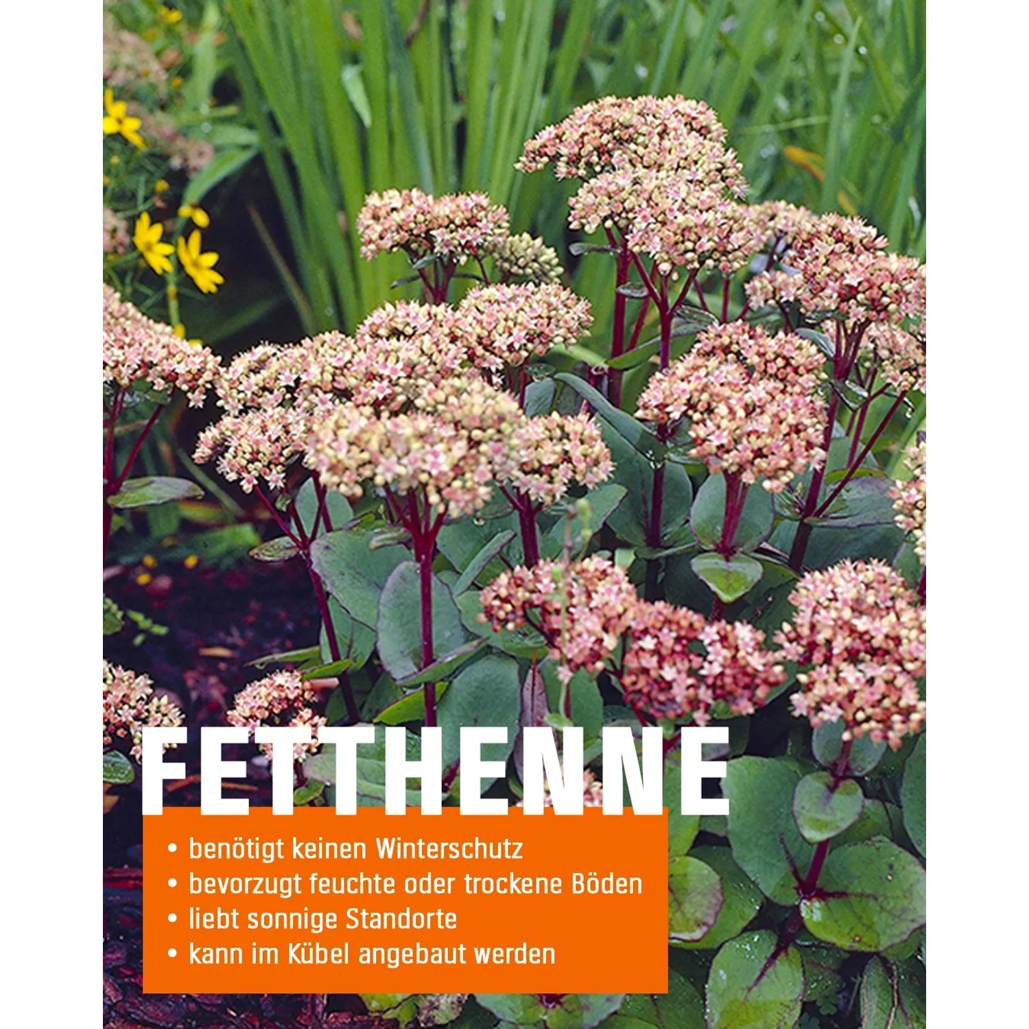 GROW by OBI Fetthenne Topf- 17 cm Sedum kaufen bei OBI