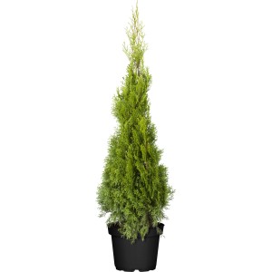 Lebensbaum "Smaragd" Set à 40 Stück Höhe ca. 120 - 140 cm Thuja occidentalis