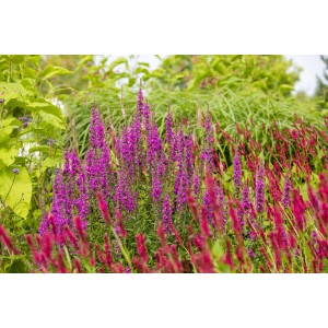 Blühender Blut-Weiderich 'Robin' mit rosa Blüten im Gartenbeet.
