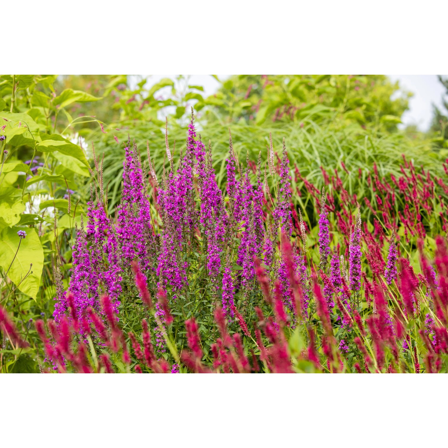 Blühender Blut-Weiderich 'Robin' mit rosa Blüten im Gartenbeet.