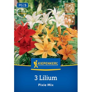 Kiepenkerl Blumenzwiebeln Asiatische Lilie Pixie Mix