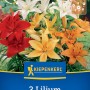 Kiepenkerl Lilien Pixie Mix Blumenzwiebeln in Rot, Orange und Weiß.