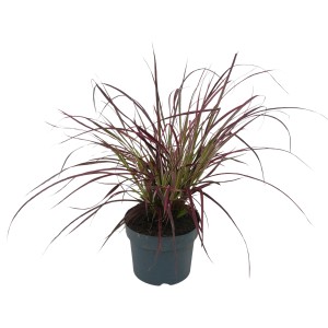 Lampenputzergras 'Fireworks' im Topf, rote Blätter, Ziergras für Beet und Kübel.