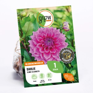 GROW by OBI Dahlie Elma, ca. 90cm hoch. Rosa Dahlie als Blumenzwiebel für Beet und Kübel.