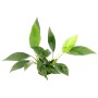 Dennerle Aquariumpflanze Anubias barteri var. Glabra mit grünen Blättern.