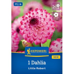 Kiepenkerl Blumenzwiebeln Pompondahlie Little Robert