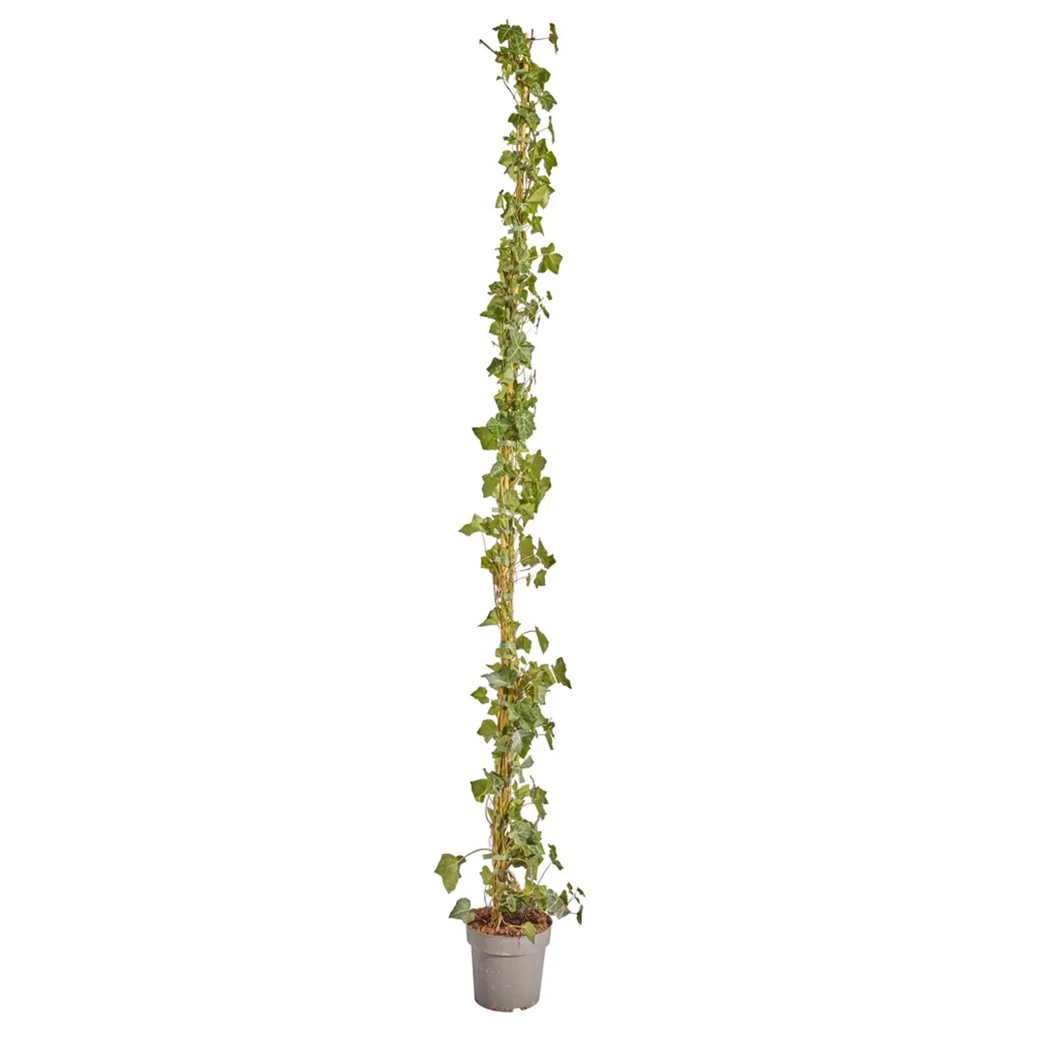 kunstpflanze geigenfeige Kunstpflanze Geigenfeige 180 cm – Ficus lyrata stilvoll kaufen main image 1
