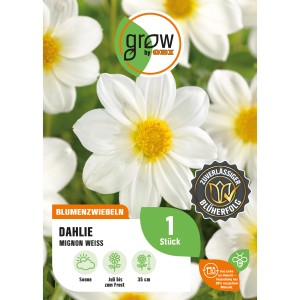 GROW by OBI Dahlie Mignon Weiss, elegante, reinweiße Blüten für Beet und Kübel.