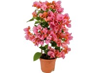 Bougainvillea kaufen bei OBI