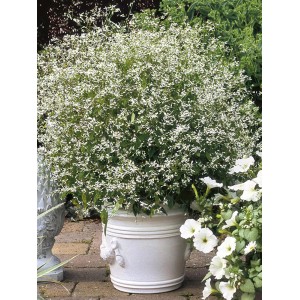 Zauberschnee im Topf, weiße Blüten, ca. 11 cm Topf-Ø, Hängepflanze für Balkon und Garten.