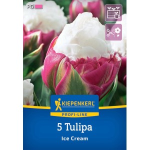 Kiepenkerl gefüllte Tulpe Ice Cream, weiß-lila, 5 Stück. Blumenzwiebel für den Garten.
