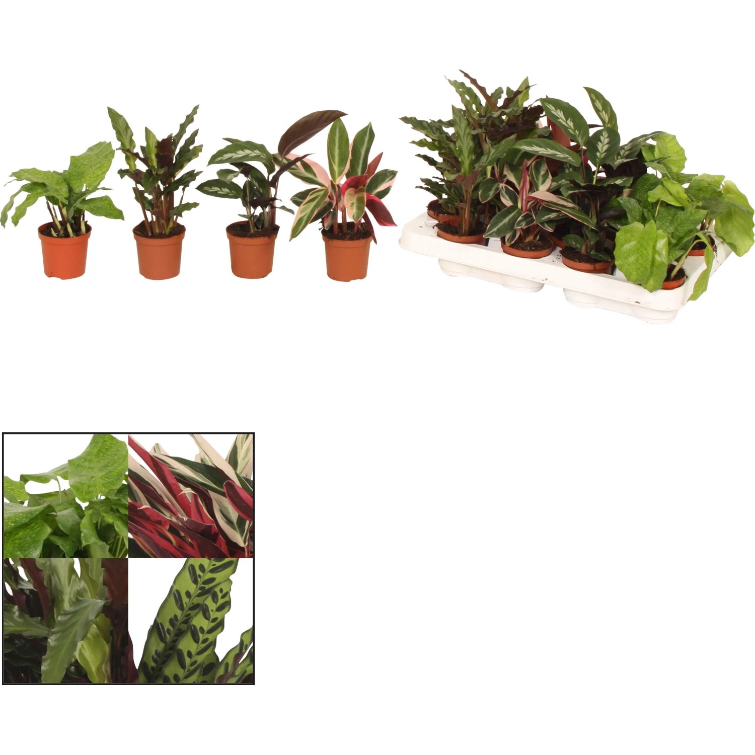 Korbmarante in verschiedenen Sorten Hhe ca. 10-20 cm Topf- ca. 6 cm  Calathea kaufen bei OBI