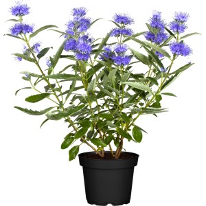 Blühende Bartblume 'Heavenly Blue' im Topf, ca. 40-50 cm hoch, mit blauen Blüten.