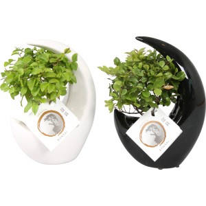 Bonsai-Arrangement im Keramiktopf (Ø 19cm), weiße und schwarze Variante.