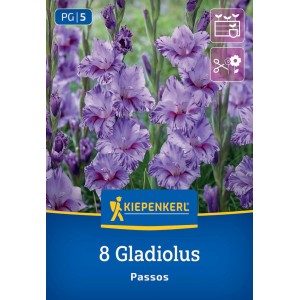 Kiepenkerl Kleinblumige Gladiole Passos