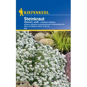Kiepenkerl Steinkraut "Alyssum" Weiß