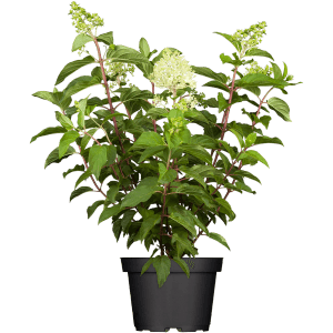 Rispenhortensie-Mix Höhe ca. 30 - 40 cm Topf ca. 5 l Hydrangea paniculata