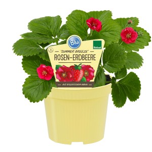 Blu Bio-Rosen-Erdbeere Summer Breeze Red im Topf, ca. 12 cm Ø, mit roten Blüten und grünen Blättern.