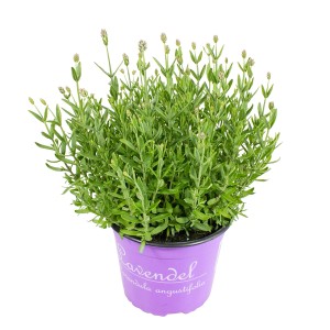 GROW by OBI  Echter Lavendel Weiß Topf-Ø ca. 23 cm Lavandula angustifolia
