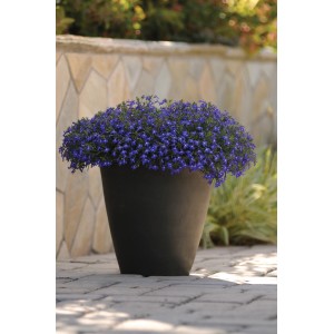 Blau blühende Lobelie im Topf, Grow by OBI Stehpflanze für Balkon und Garten.