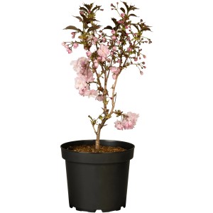 Japanische Nelkenkirsche"Royal burgundii" Höhe ca. 70 - 90 cm Topf ca. 7 l