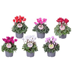 Alpenveilchen Silberlaubig im Topf, verschiedene Farben. Herbstliche Balkonpflanze.