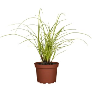 OBI Kalmus Ogon im Topf, gelb-grüne Blätter, ideal für Teichbepflanzung.