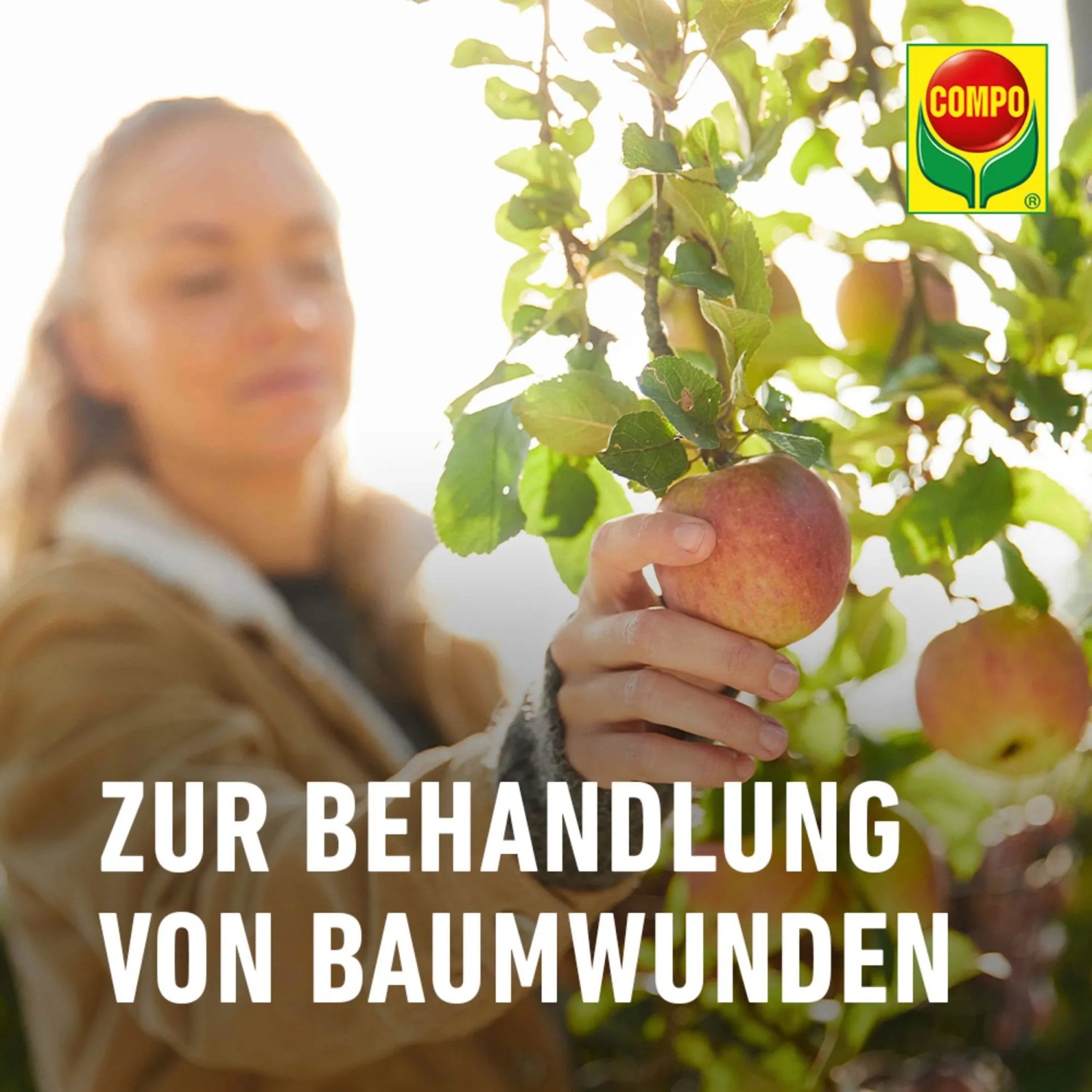 Frau behandelt Apfelbaum mit Lac Balsam Wundverschlussmittel von Compo.