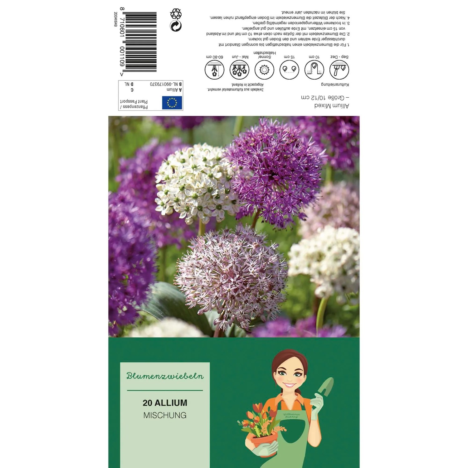 Zierlauch Purple Sensation Mischung, Blumenzwiebeln mit lila und weißen Blüten.