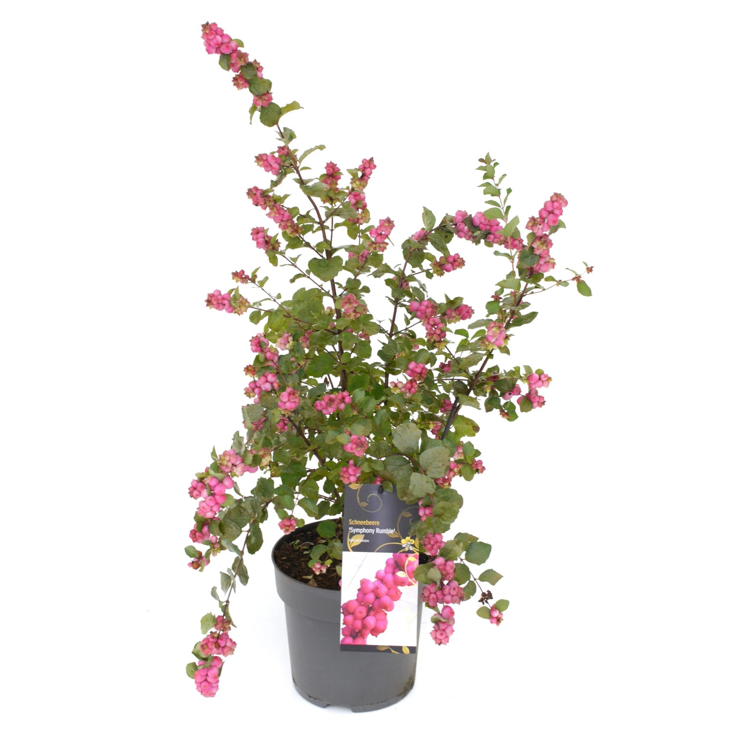 Schneebeere 'Symphony' im Topf, ca. 40-60 cm hoch, mit dekorativen, pinkfarbenen Beeren.