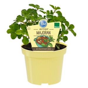 Blu Bio-Majoran im Topf (Ø 12cm) mit gelbem Topf und Etikett.