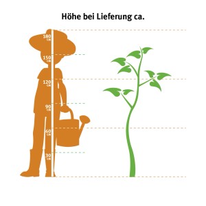 Größenvergleich: Scheinzypresse Columnaris (140-160cm) neben Person mit Gießkanne.