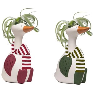 Tillandsia-Arrangement im Keramik-Gefäß Chilly Goose, Topf-Ø ca. 5 cm, verschiedene Farben.