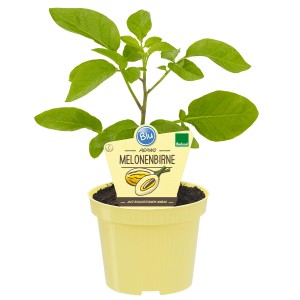 Blu Melonenbirne Pepino Gold im Topf, ca. 12 cm Ø. Fruchtgemüse für Balkon und Garten.