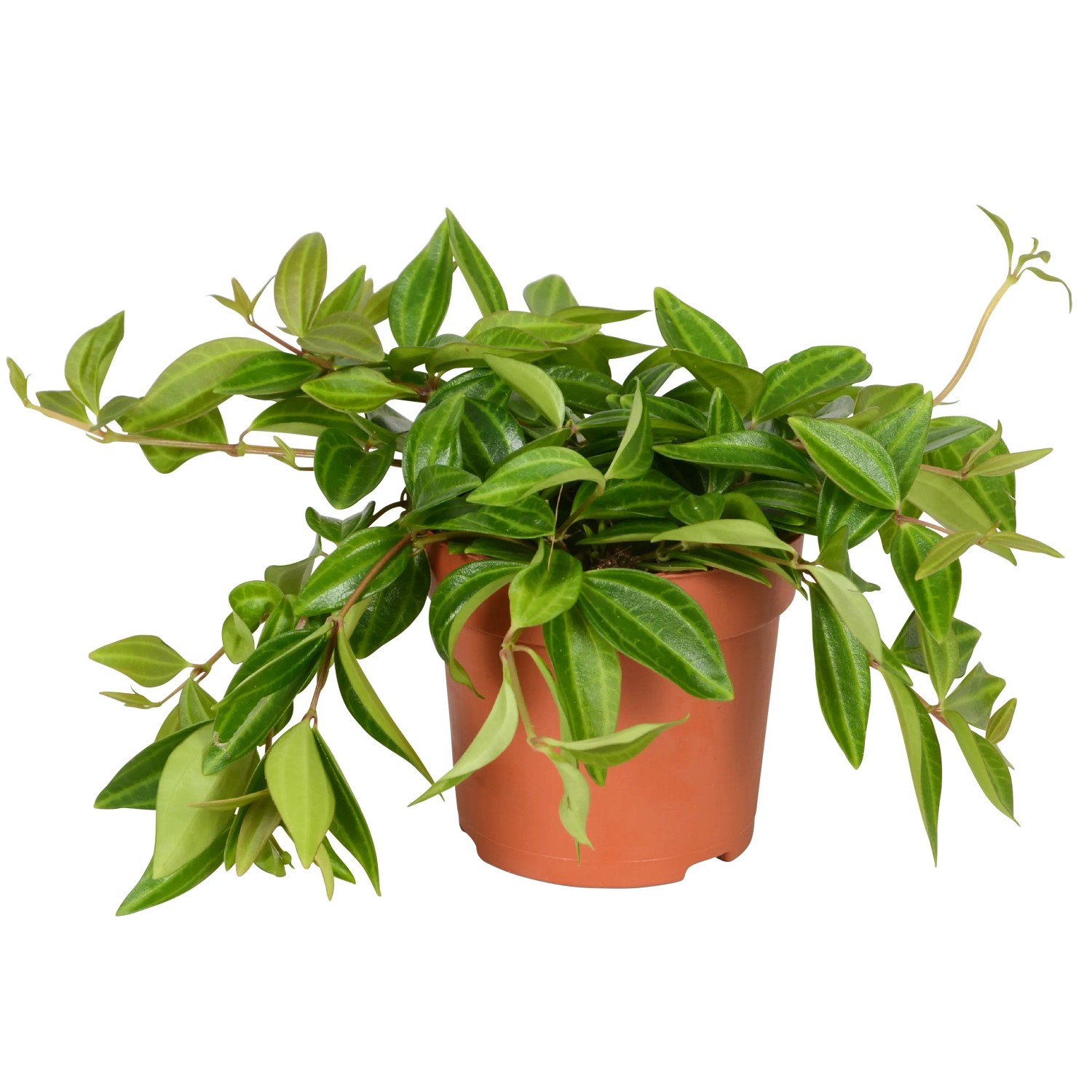 compo floranid permanent Compo Expert Floranid Twin Turf BS 20+5+8(+2) 25 kg – rasenwelt GmbH main image 1