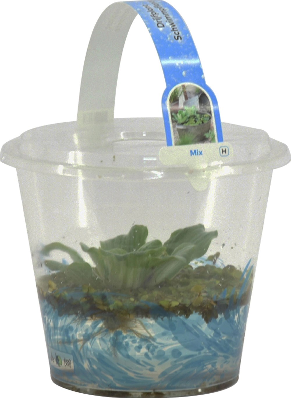 Schwimmpflanzeninsel Blutweiderich - Teichpflanze 25cm Wird 80cm Hoch