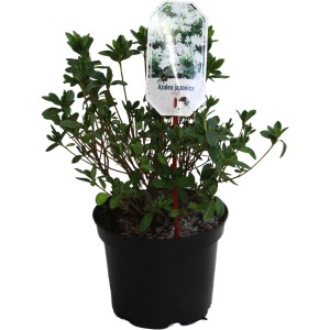 Japanische Azalee Adonis Weiß im Topf, ca. 25-30 cm hoch. Wintergrüne Solitärpflanze mit weißen Blüten.