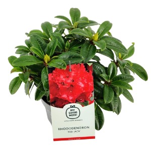 Rhododendron im Topf, ca. 30cm hoch, mit roten Blüten (Sorte Red Jack).