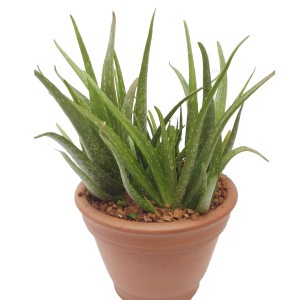 Aloe Vera kaufen bei OBI