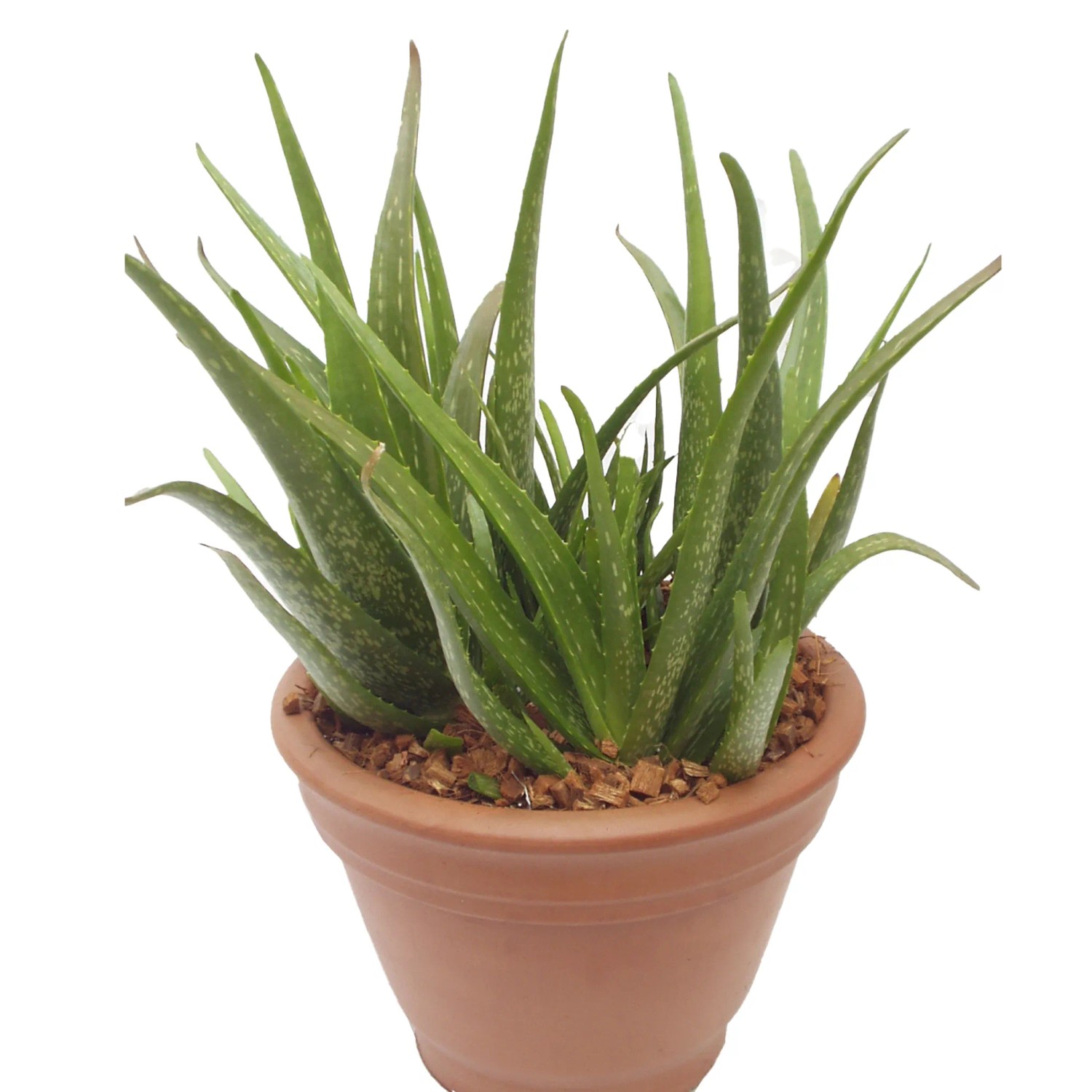 schuppenflechte aloe vera Aloe vera soap main image 0