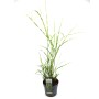 GROW by OBI Chinaschilf Mix, ca. 35 cm hoch, im Topf. Ziergras mit grün-gelb gestreiften Blättern.